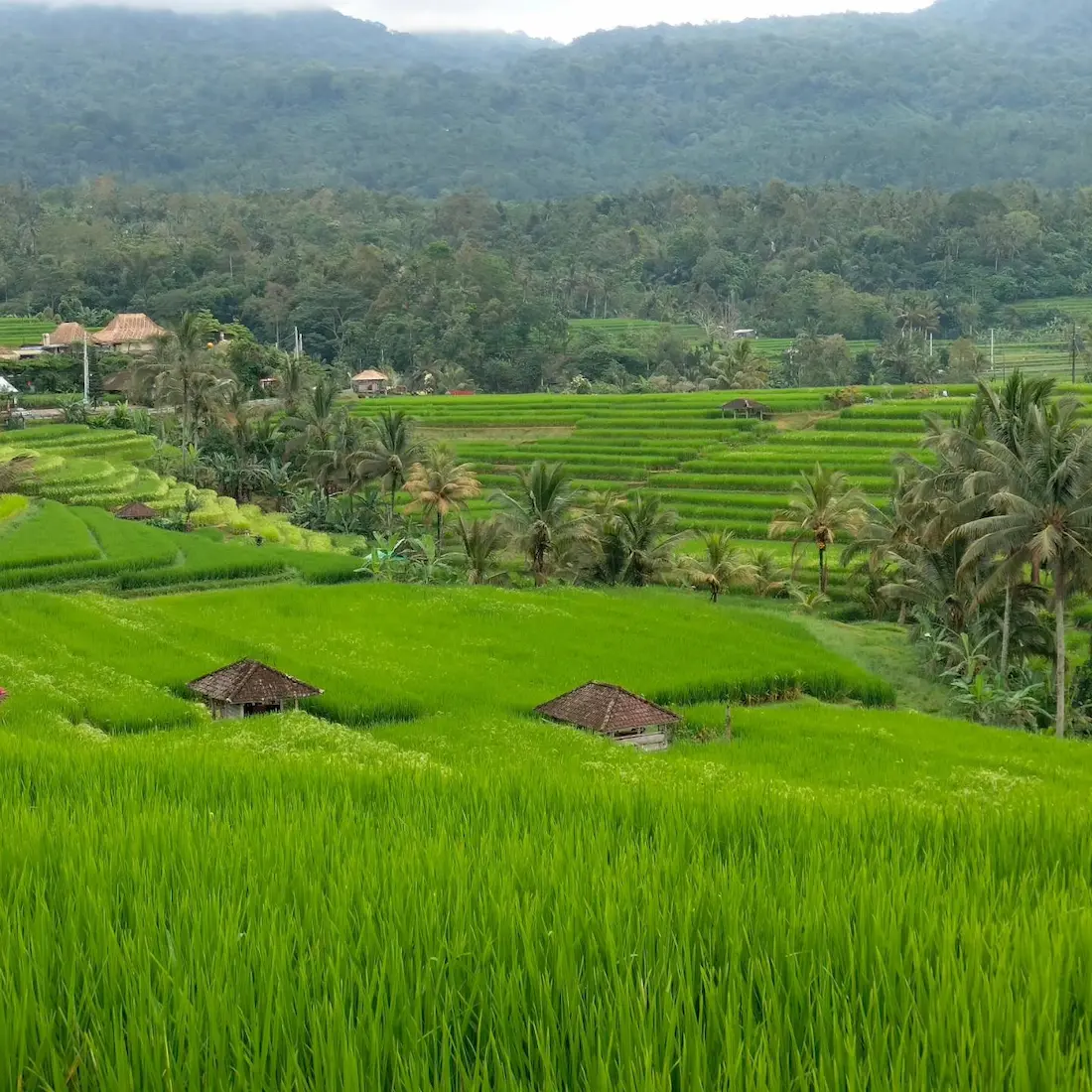 Jatiluwih Rice Terrace