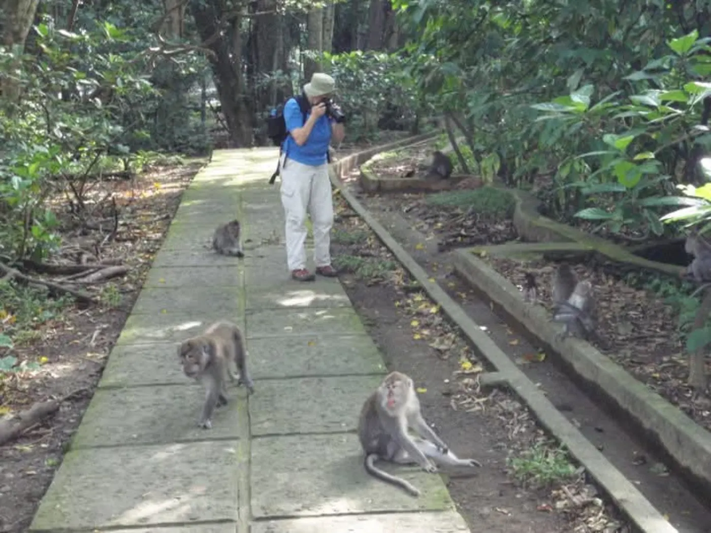 Ubud Monkey Forest